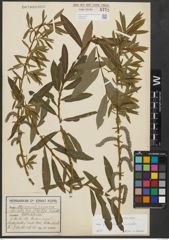 Foto von Salix purpurea L. x Salix viminalis L.